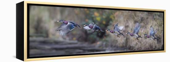 USA, Washington State. Sequence flight of an male Wood Duck-Gary Luhm-Framed Premier Image Canvas