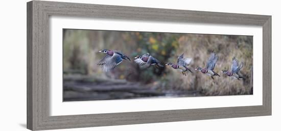 USA, Washington State. Sequence flight of an male Wood Duck-Gary Luhm-Framed Photographic Print