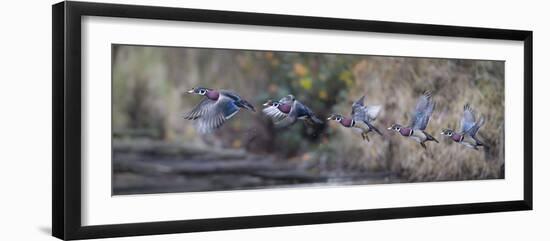 USA, Washington State. Sequence flight of an male Wood Duck-Gary Luhm-Framed Photographic Print