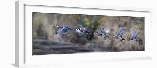 USA, Washington State. Sequence flight of an male Wood Duck-Gary Luhm-Framed Photographic Print