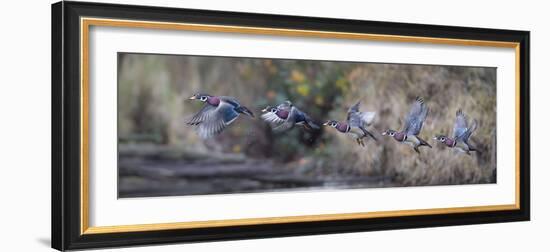 USA, Washington State. Sequence flight of an male Wood Duck-Gary Luhm-Framed Photographic Print