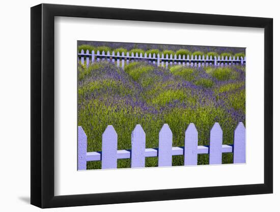 USA, Washington State, Sequim. Field of Lavender with Picket Fence-Jean Carter-Framed Photographic Print