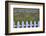 USA, Washington State, Sequim. Field of Lavender with Picket Fence-Jean Carter-Framed Photographic Print