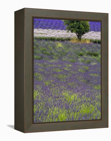 USA, Washington State, Sequim, Lavender Field in full boom with Lone Tree-Terry Eggers-Framed Premier Image Canvas