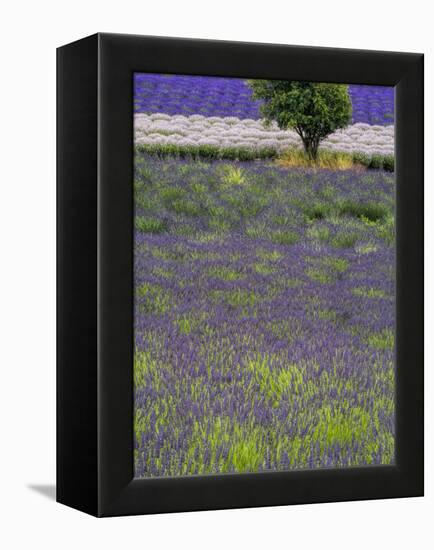 USA, Washington State, Sequim, Lavender Field in full boom with Lone Tree-Terry Eggers-Framed Premier Image Canvas