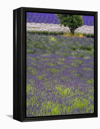 USA, Washington State, Sequim, Lavender Field in full boom with Lone Tree-Terry Eggers-Framed Premier Image Canvas