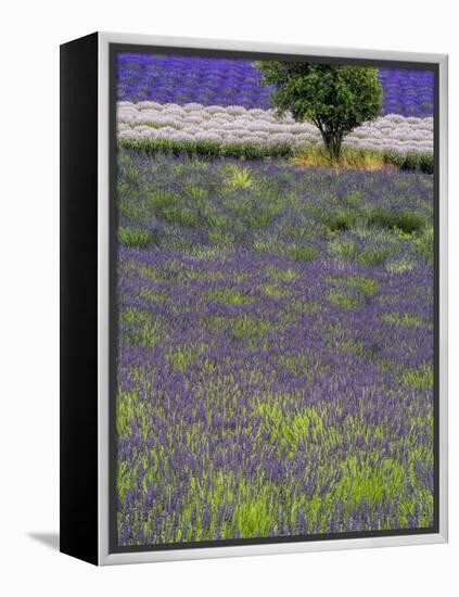 USA, Washington State, Sequim, Lavender Field in full boom with Lone Tree-Terry Eggers-Framed Premier Image Canvas