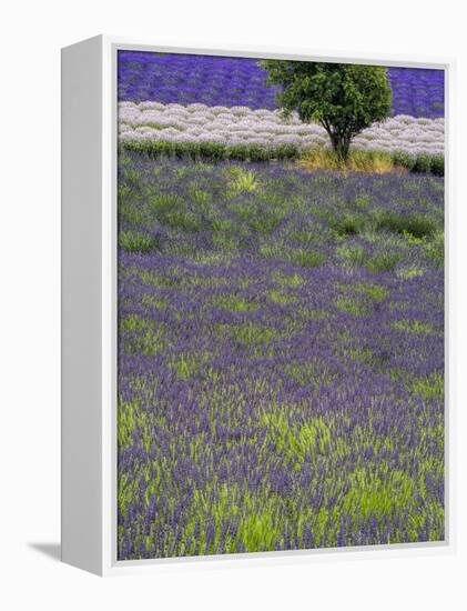 USA, Washington State, Sequim, Lavender Field in full boom with Lone Tree-Terry Eggers-Framed Premier Image Canvas