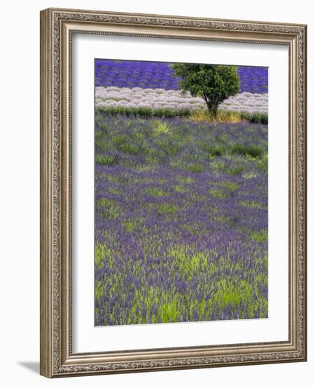 USA, Washington State, Sequim, Lavender Field in full boom with Lone Tree-Terry Eggers-Framed Photographic Print