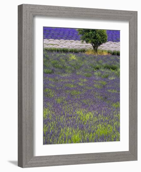 USA, Washington State, Sequim, Lavender Field in full boom with Lone Tree-Terry Eggers-Framed Photographic Print