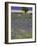 USA, Washington State, Sequim, Lavender Field in full boom with Lone Tree-Terry Eggers-Framed Photographic Print