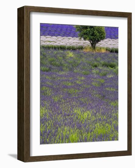 USA, Washington State, Sequim, Lavender Field in full boom with Lone Tree-Terry Eggers-Framed Photographic Print