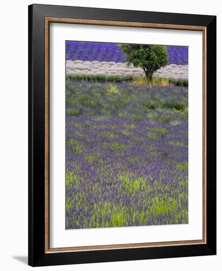 USA, Washington State, Sequim, Lavender Field in full boom with Lone Tree-Terry Eggers-Framed Photographic Print