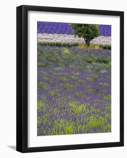 USA, Washington State, Sequim, Lavender Field in full boom with Lone Tree-Terry Eggers-Framed Photographic Print