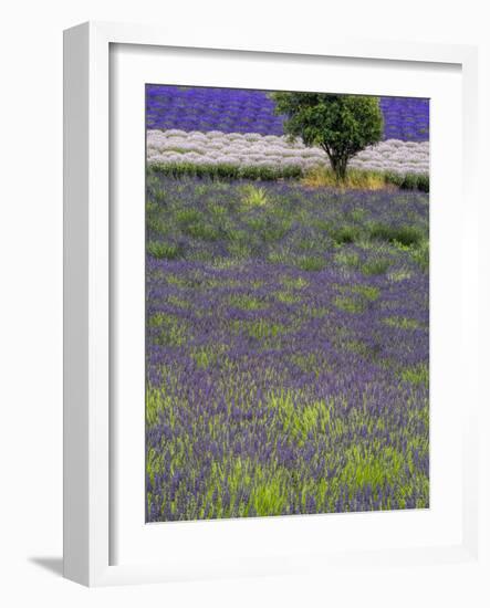 USA, Washington State, Sequim, Lavender Field in full boom with Lone Tree-Terry Eggers-Framed Photographic Print