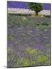 USA, Washington State, Sequim, Lavender Field in full boom with Lone Tree-Terry Eggers-Mounted Photographic Print