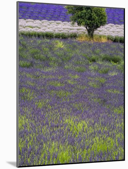 USA, Washington State, Sequim, Lavender Field in full boom with Lone Tree-Terry Eggers-Mounted Photographic Print