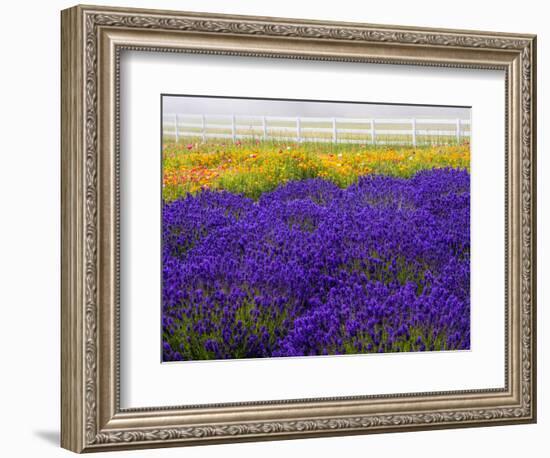 USA, Washington State, Sequim, Lavender Field-Terry Eggers-Framed Photographic Print