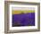 USA, Washington State, Sequim, Lavender Field-Terry Eggers-Framed Photographic Print