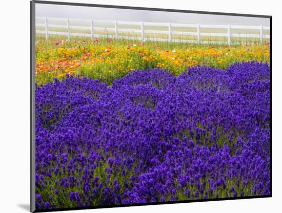 USA, Washington State, Sequim, Lavender Field-Terry Eggers-Mounted Photographic Print