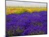 USA, Washington State, Sequim, Lavender Field-Terry Eggers-Mounted Photographic Print