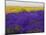 USA, Washington State, Sequim, Lavender Field-Terry Eggers-Mounted Photographic Print