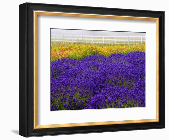 USA, Washington State, Sequim, Lavender Field-Terry Eggers-Framed Photographic Print