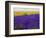 USA, Washington State, Sequim, Lavender Field-Terry Eggers-Framed Photographic Print