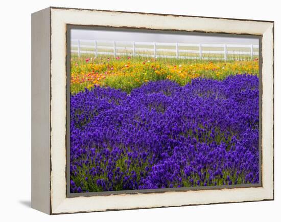 USA, Washington State, Sequim, Lavender Field-Terry Eggers-Framed Premier Image Canvas