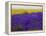 USA, Washington State, Sequim, Lavender Field-Terry Eggers-Framed Premier Image Canvas