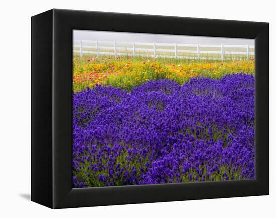 USA, Washington State, Sequim, Lavender Field-Terry Eggers-Framed Premier Image Canvas