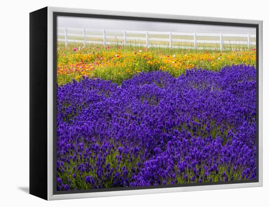 USA, Washington State, Sequim, Lavender Field-Terry Eggers-Framed Premier Image Canvas