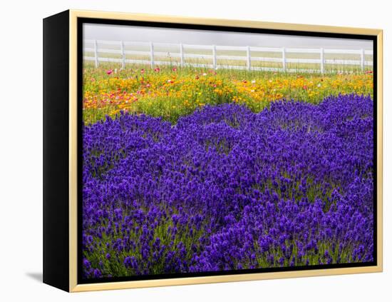 USA, Washington State, Sequim, Lavender Field-Terry Eggers-Framed Premier Image Canvas