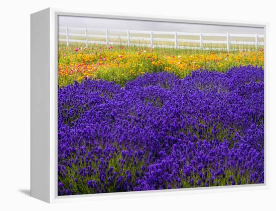 USA, Washington State, Sequim, Lavender Field-Terry Eggers-Framed Premier Image Canvas