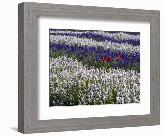 USA, Washington State, Sequim, Lavender Field-Terry Eggers-Framed Photographic Print