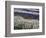 USA, Washington State, Sequim, Lavender Field-Terry Eggers-Framed Photographic Print