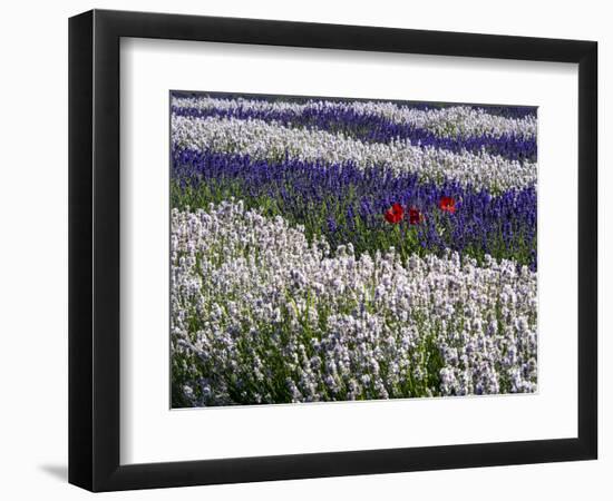 USA, Washington State, Sequim, Lavender Field-Terry Eggers-Framed Photographic Print