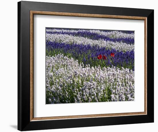 USA, Washington State, Sequim, Lavender Field-Terry Eggers-Framed Photographic Print