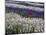 USA, Washington State, Sequim, Lavender Field-Terry Eggers-Mounted Photographic Print