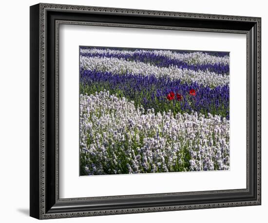 USA, Washington State, Sequim, Lavender Field-Terry Eggers-Framed Photographic Print