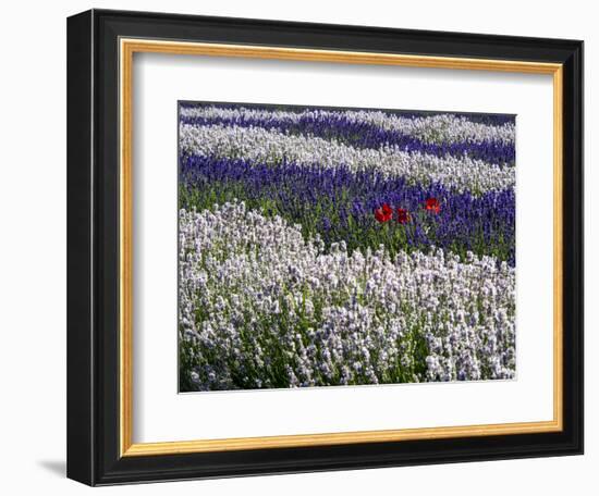 USA, Washington State, Sequim, Lavender Field-Terry Eggers-Framed Photographic Print