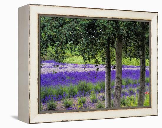 USA, Washington State, Sequim, Lavender Field-Terry Eggers-Framed Premier Image Canvas