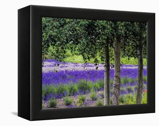 USA, Washington State, Sequim, Lavender Field-Terry Eggers-Framed Premier Image Canvas