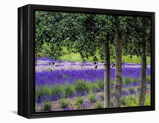 USA, Washington State, Sequim, Lavender Field-Terry Eggers-Framed Premier Image Canvas