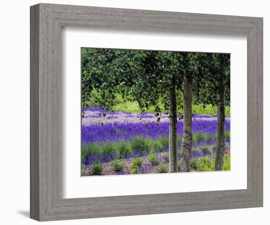 USA, Washington State, Sequim, Lavender Field-Terry Eggers-Framed Photographic Print