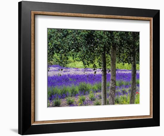 USA, Washington State, Sequim, Lavender Field-Terry Eggers-Framed Photographic Print