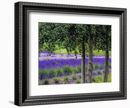 USA, Washington State, Sequim, Lavender Field-Terry Eggers-Framed Photographic Print