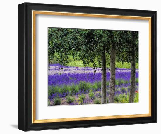 USA, Washington State, Sequim, Lavender Field-Terry Eggers-Framed Photographic Print