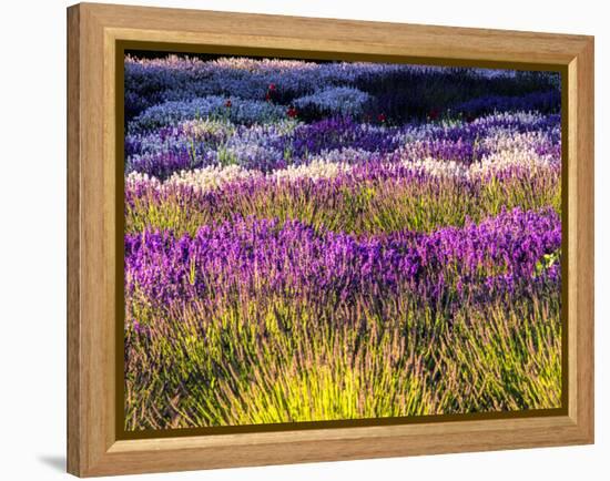 USA, Washington State, Sequim, Lavender Field-Terry Eggers-Framed Premier Image Canvas