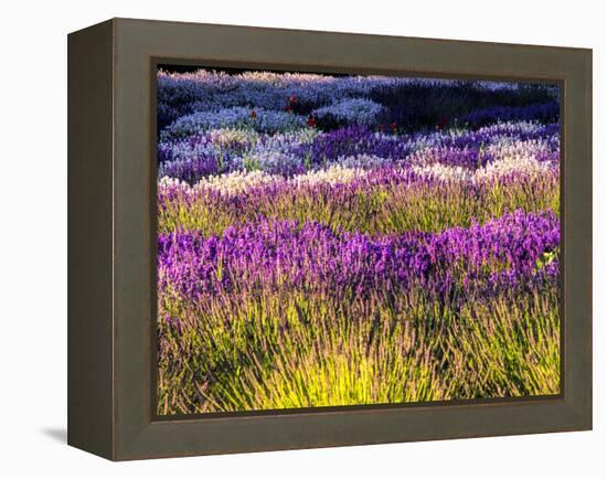 USA, Washington State, Sequim, Lavender Field-Terry Eggers-Framed Premier Image Canvas